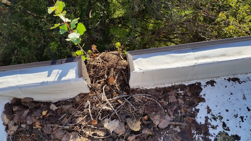 Roof damage caused by maple saplings from its adjacent trees.