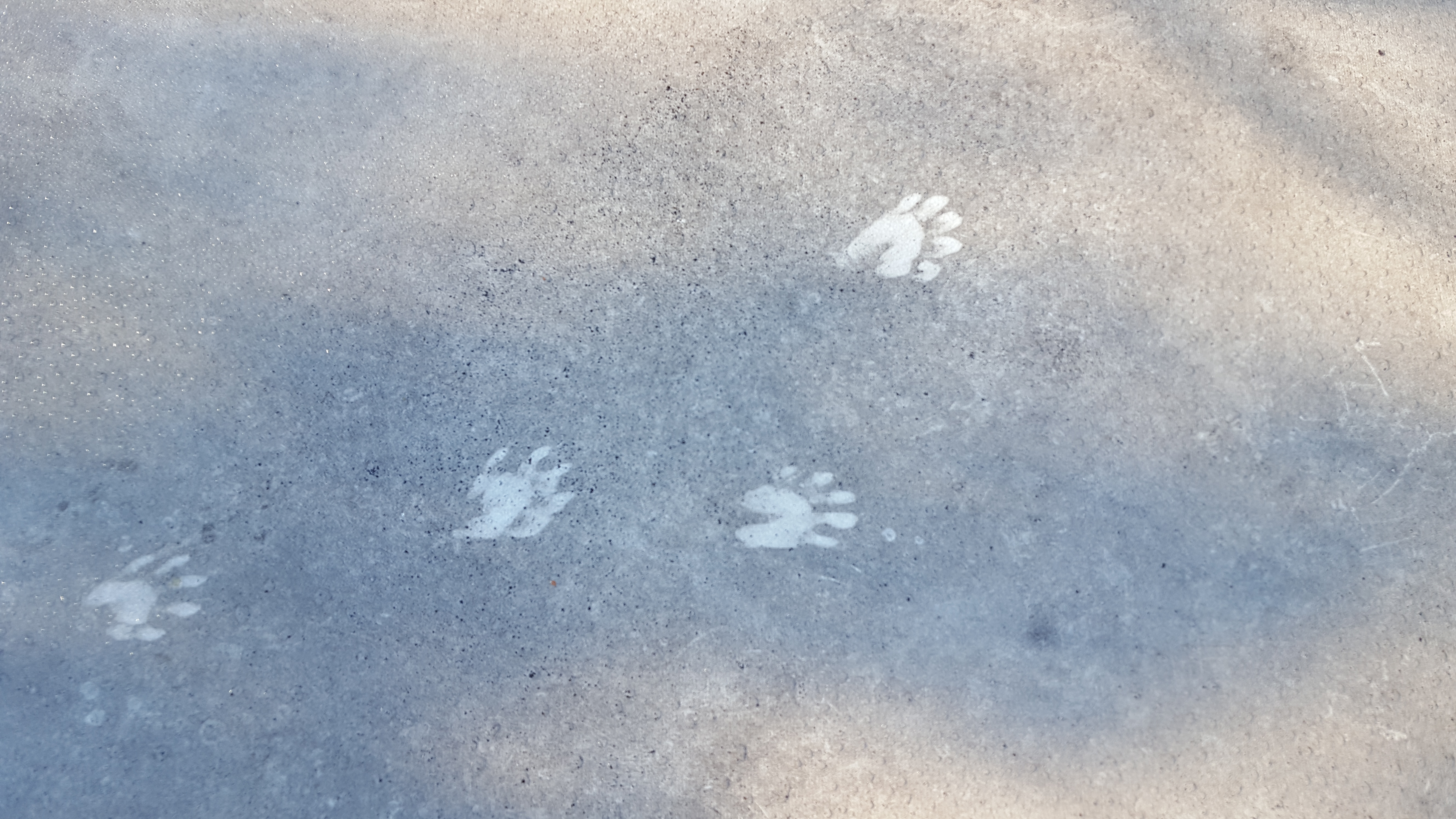 Raccoon foot tracks on flat roof.