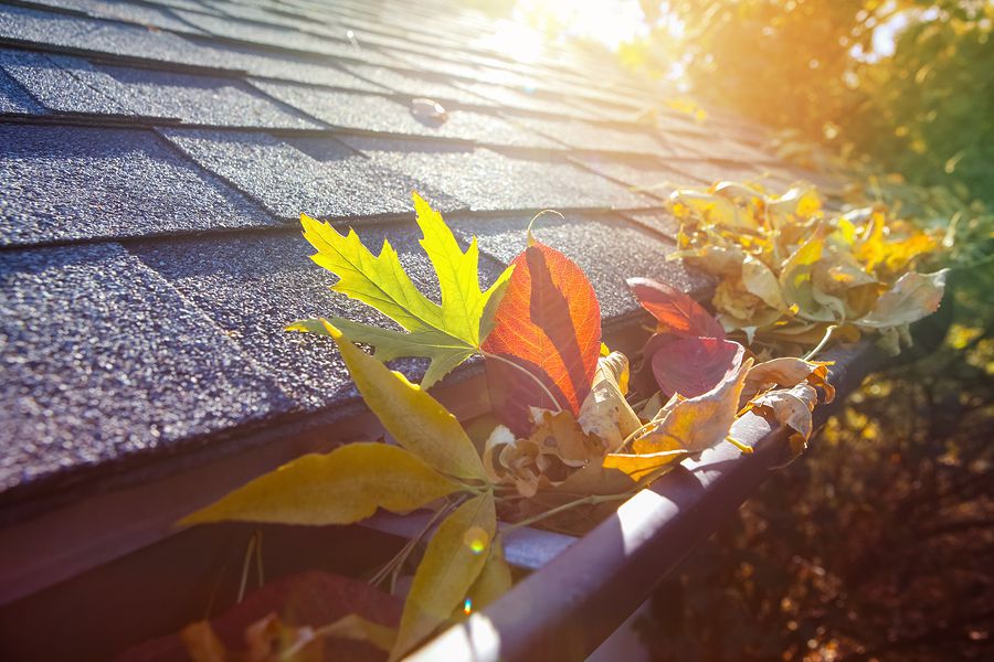 Fall debris caught in roof's gutter.