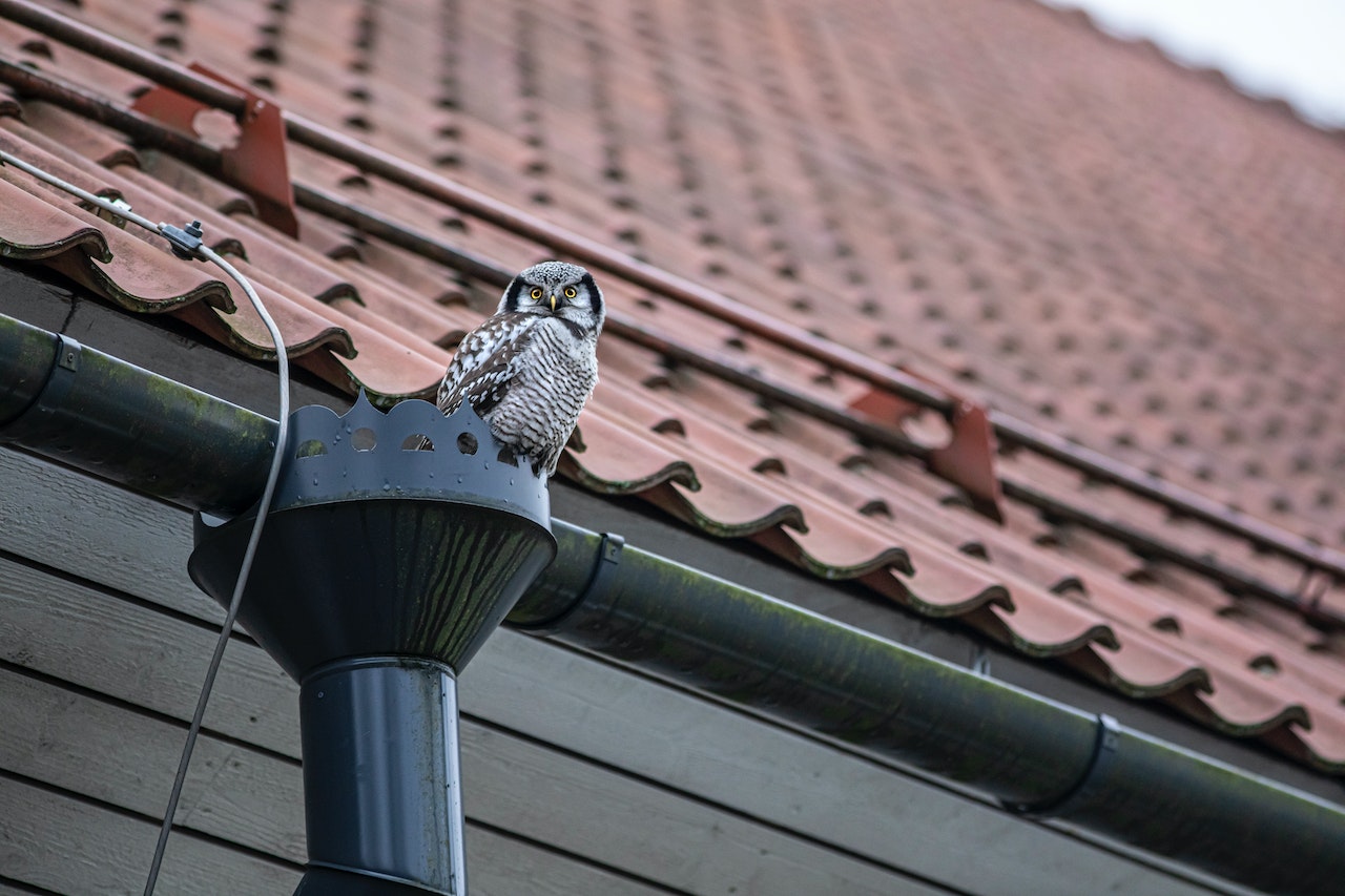 Owl perched on gutters of metal roof.