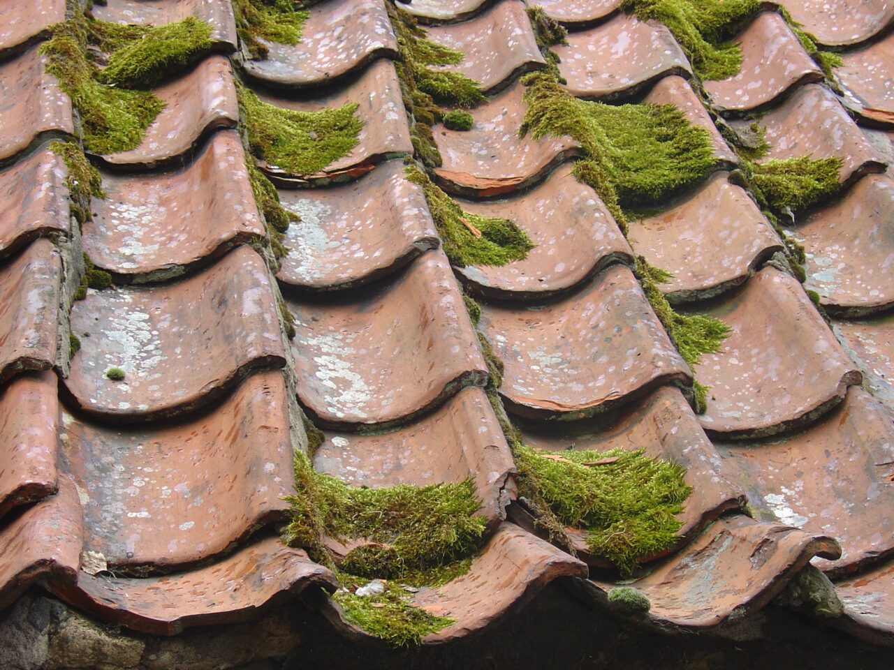 Moss and mold growing on metal roof, needing an emergency roof repair.