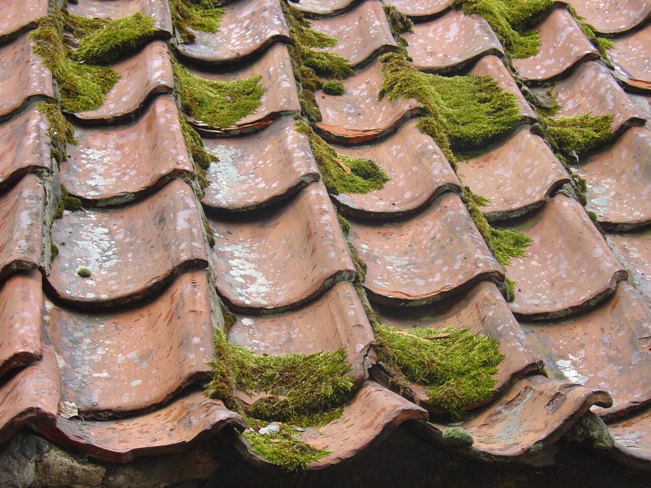 Moss covered tile shingles